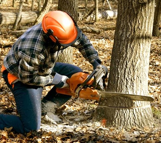 Tree Removal in Downing, WI